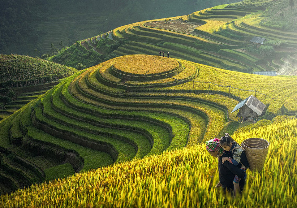 Rice terrace field in Sapa