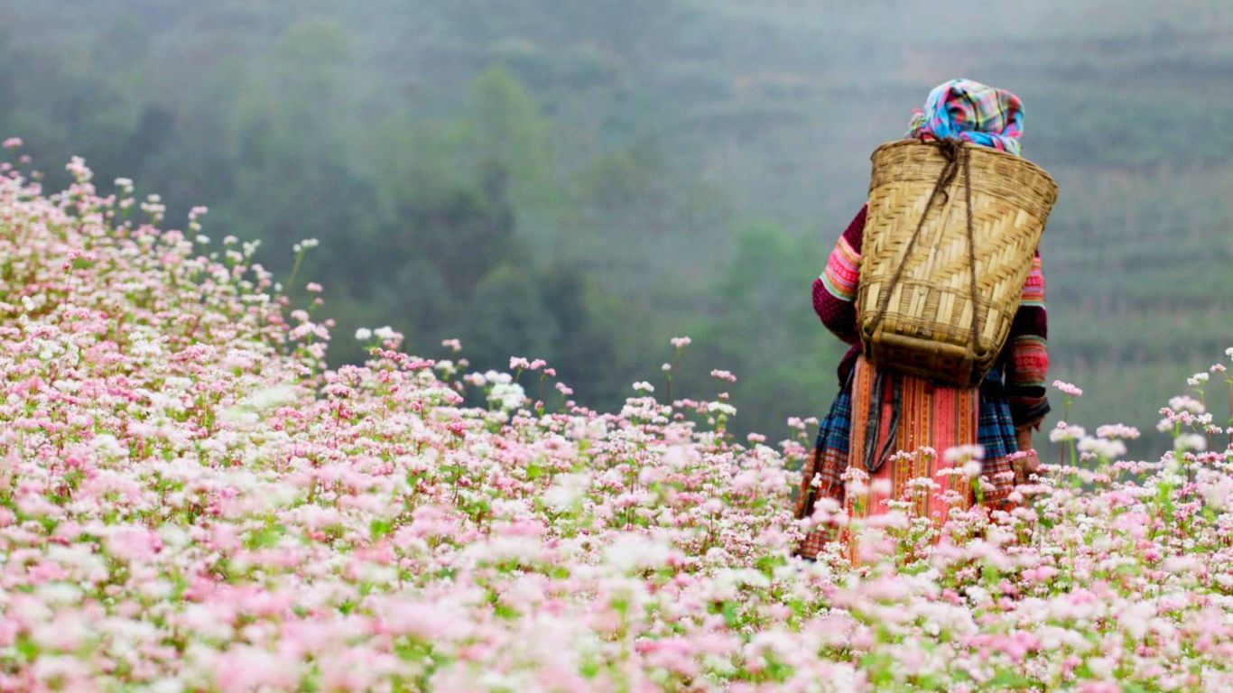 Sapa blooming season in March