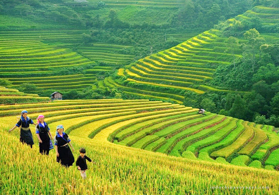 The harvest season in Sapa