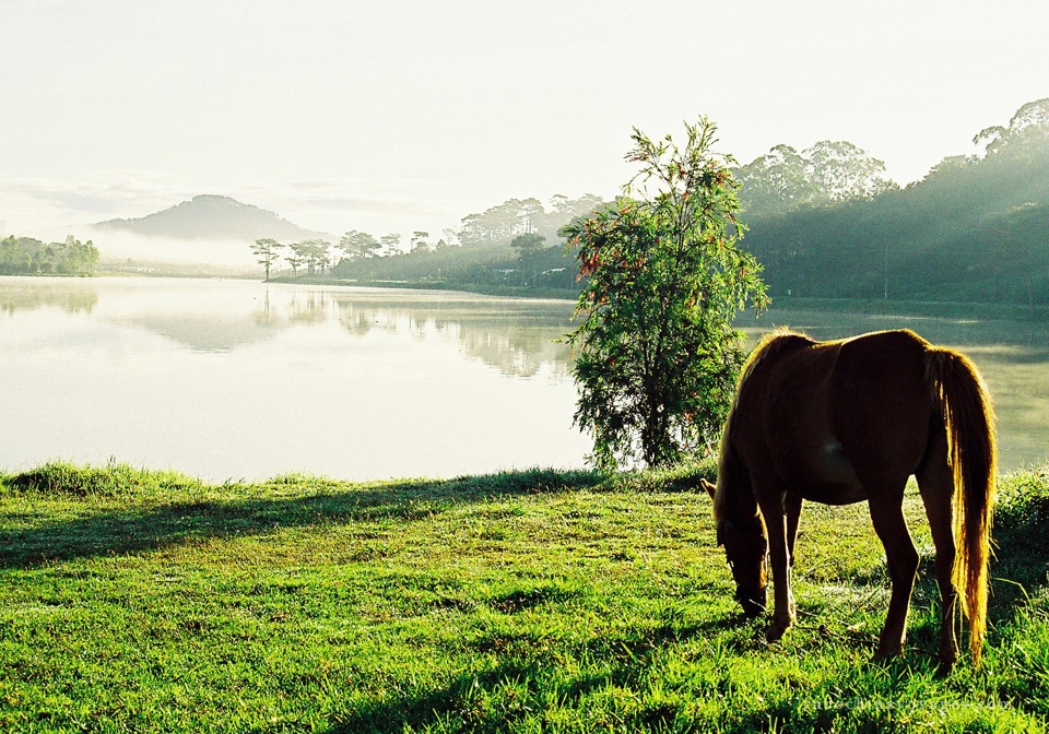 DALAT