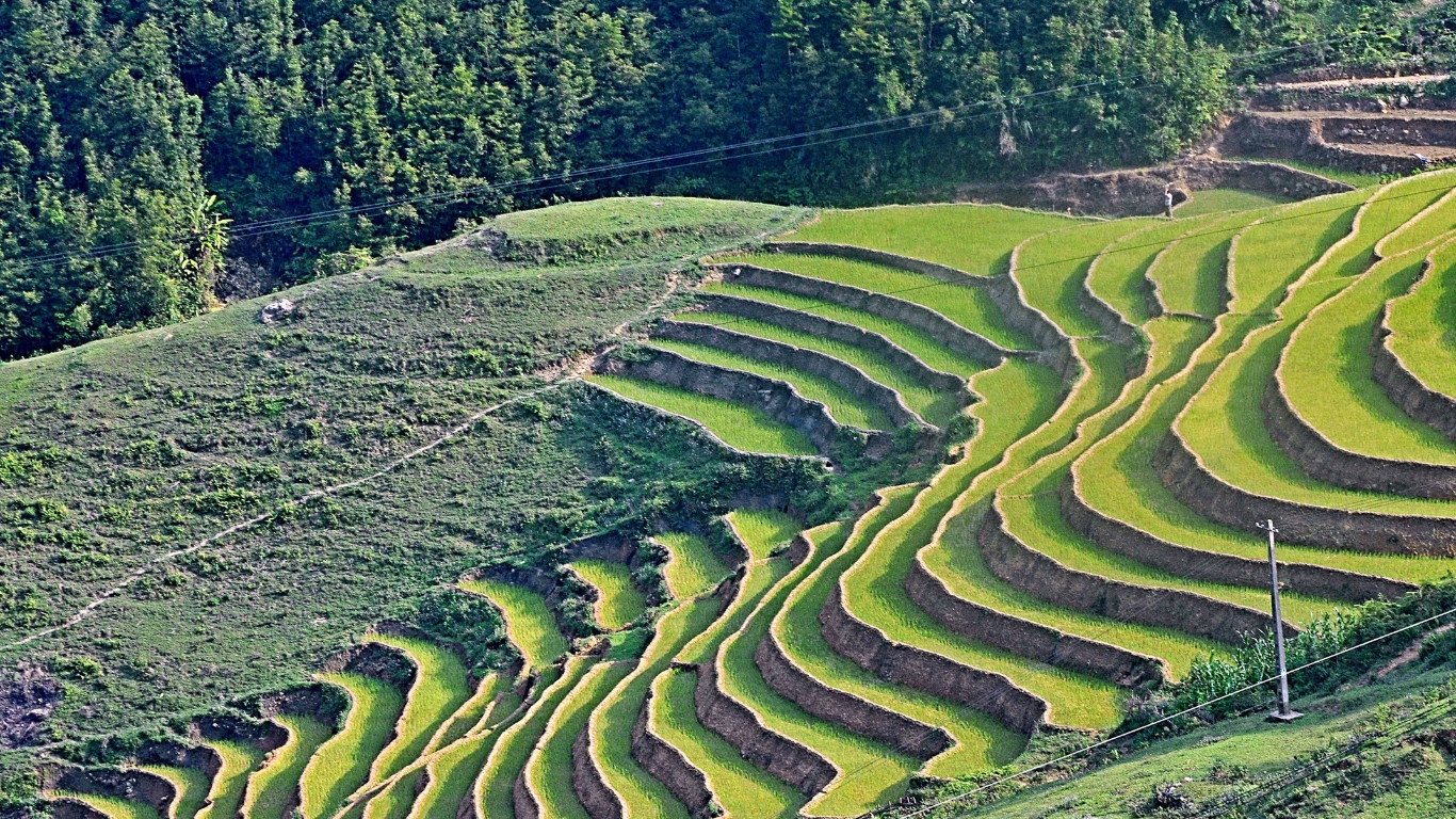 Sapa terrace rice fields