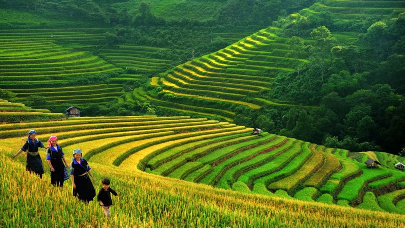 Sapa Rice Field