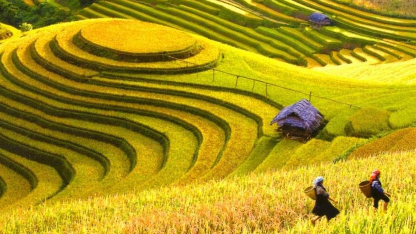 Hoang Su Phi rice terraces