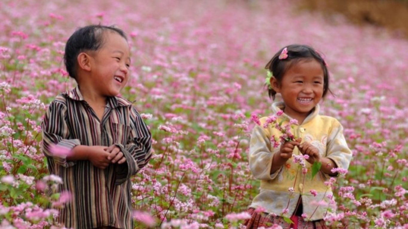 Ha Giang buckwheat flower season