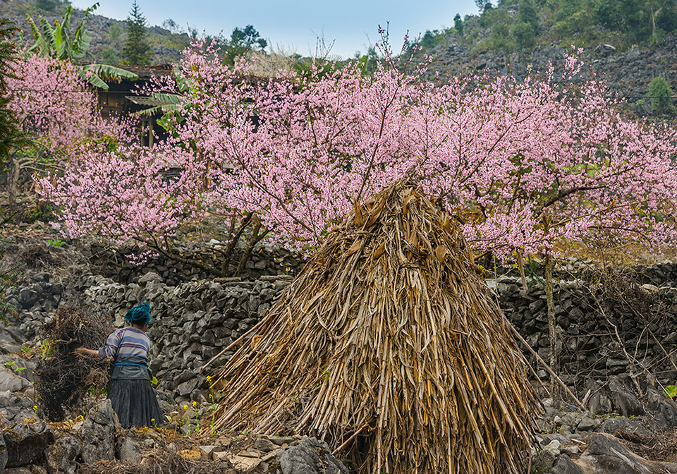 Ha Giang in spring