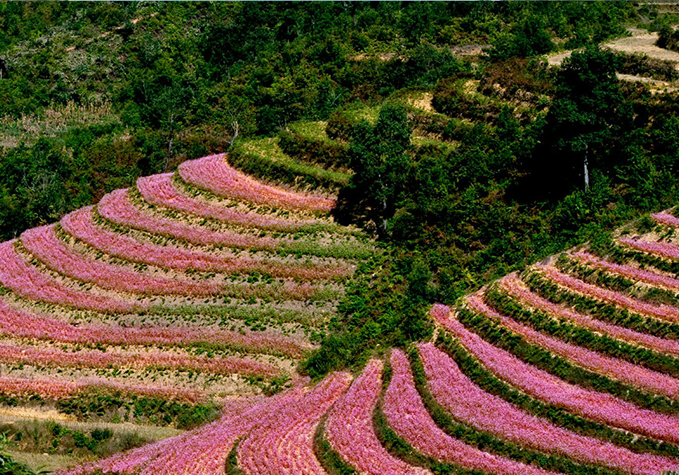 Buckwheat flower