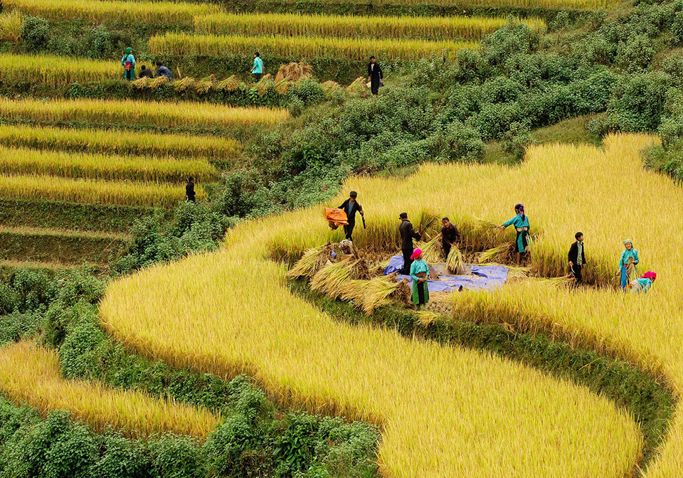 rice season in Ha Giang