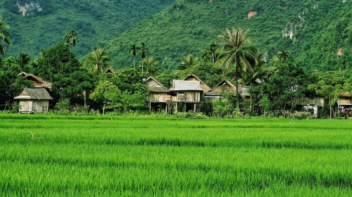 mai chau rice field