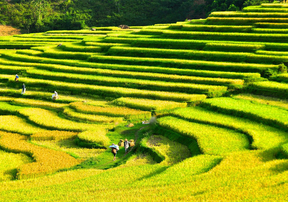 Ripe rice terraces in Mai Chau