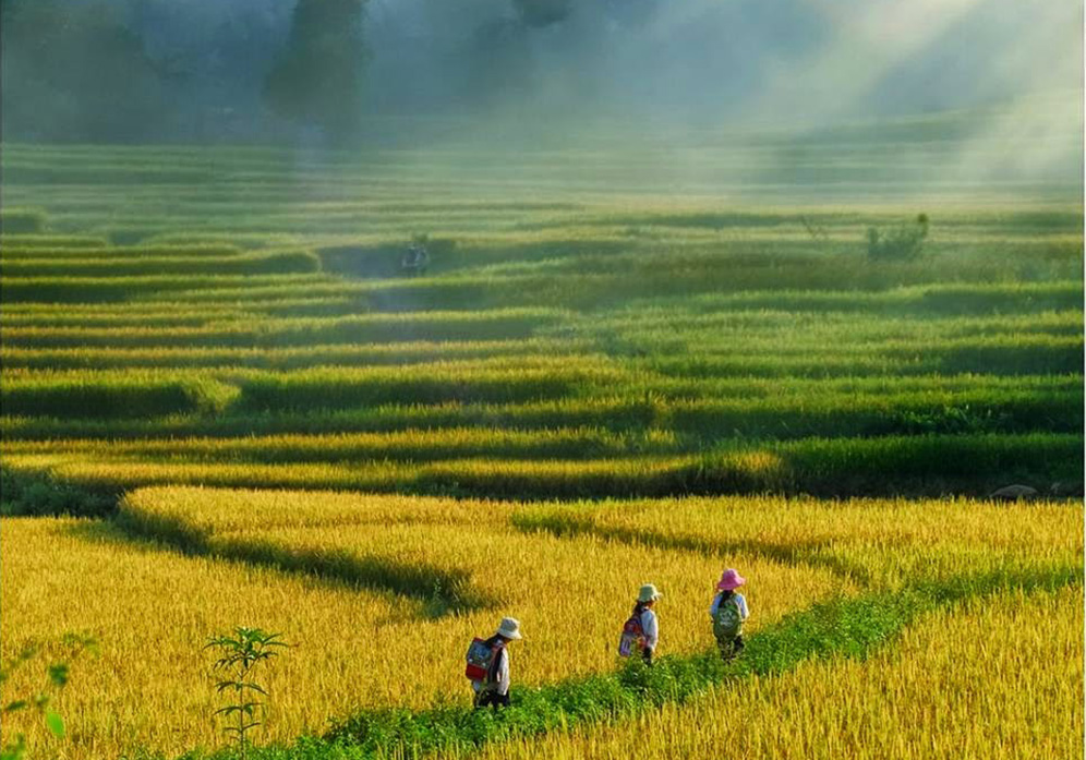 Rice fields in Mai Chau