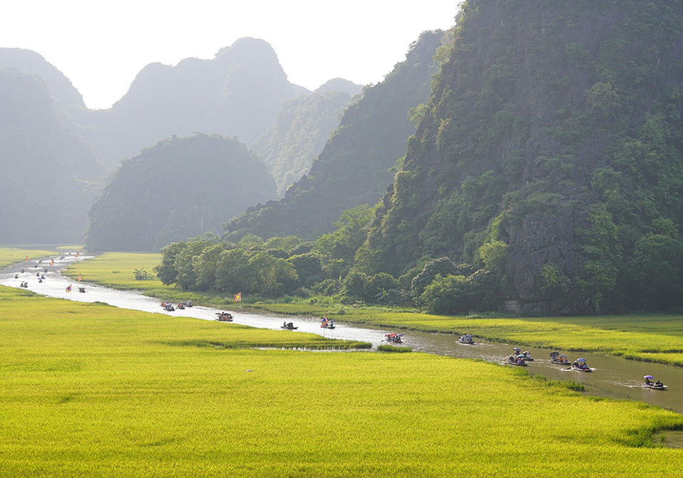 Golden season in Ninh Binh