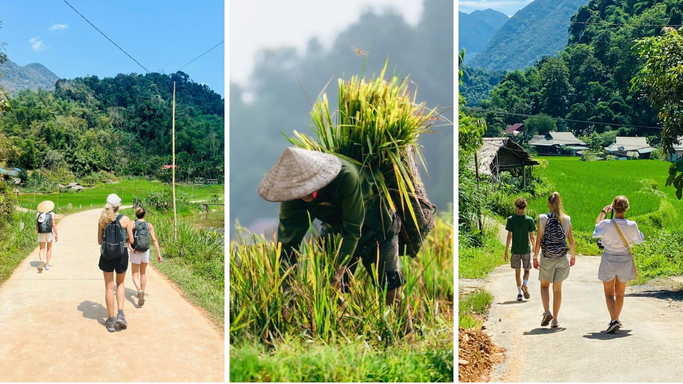 Tourists trekking through Pu Luong valley roads lined with green rice fields, with a local farmer harvesting rice in the foreground, Thanh Hoa Province, Northern Vietnam.