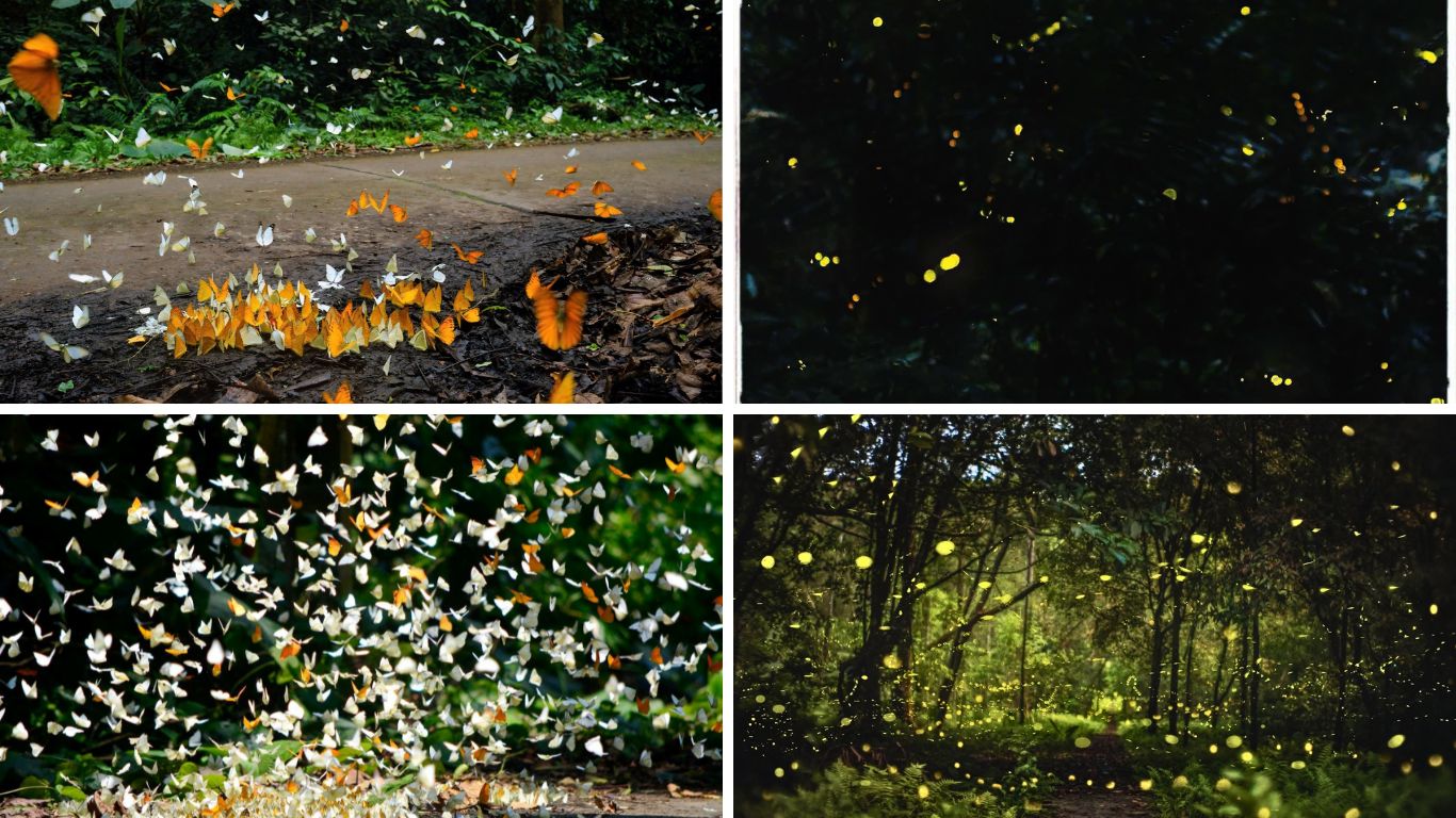 Hundreds of orange and white butterflies swarming the forest floor and fireflies lighting up the primary forest at night in Cuc Phuong National Park, Ninh Binh, Vietnam