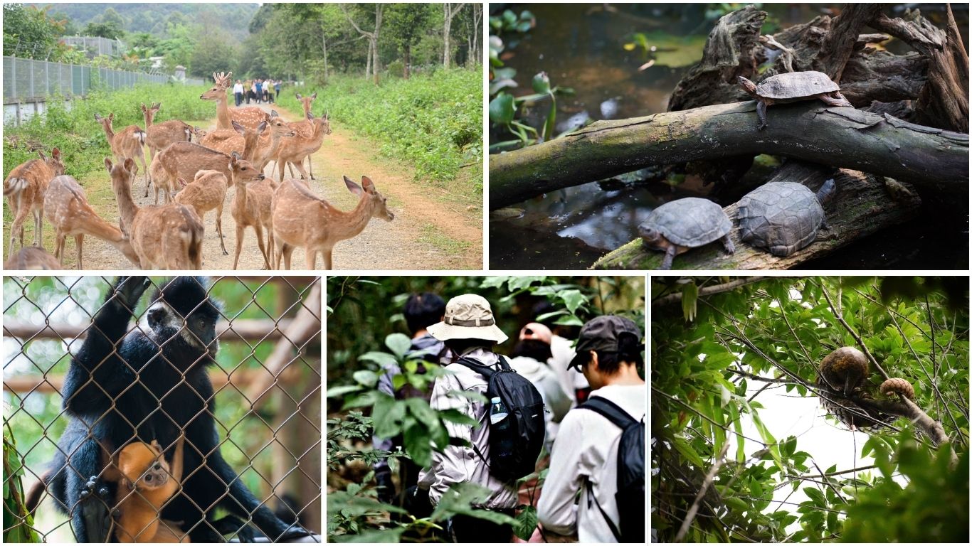 eer herd, rare turtles, rescued Langur with baby, guided trekking group, and a primate spotted in the canopy at Cuc Phuong National Park, Ninh Binh, Vietnam