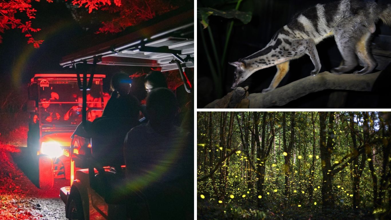 Visitors on a night tram car tour spotting a Civet on a branch and fireflies lighting up the forest at night in Cuc Phuong National Park, Ninh Binh, Vietnam