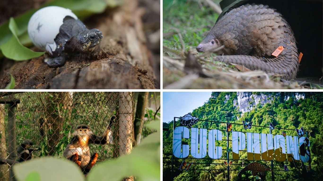 Baby turtle hatching, tagged pangolin, and Langur primate at the Big 3 Conservation Centers in Cuc Phuong National Park, Ninh Binh, Vietnam