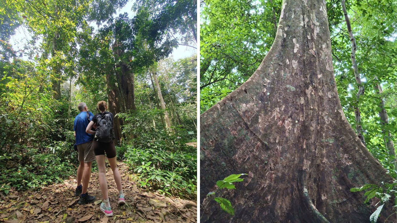 A thousand years old and 20 metres around. No photo does it justice until you're standing next to it.