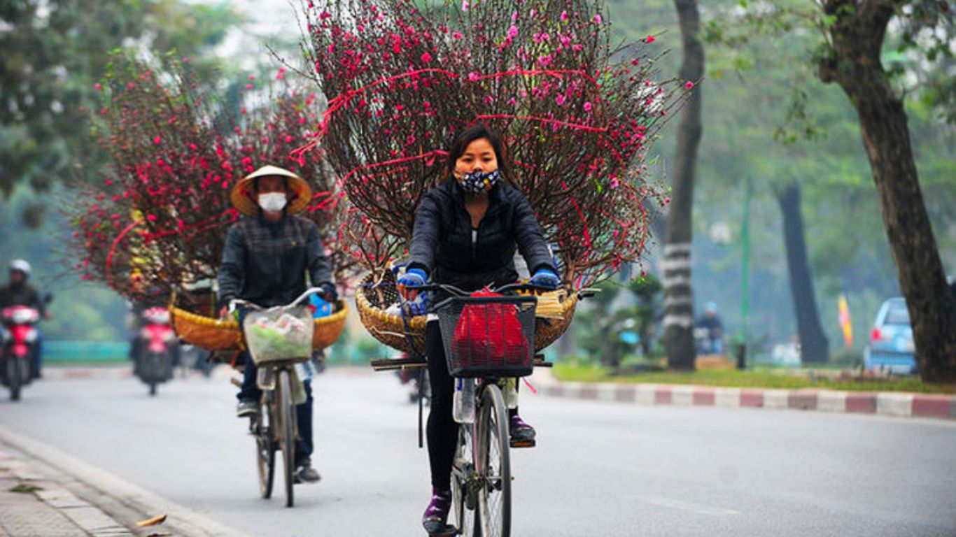 Selling peach on a bicycle in Hanoi street in January