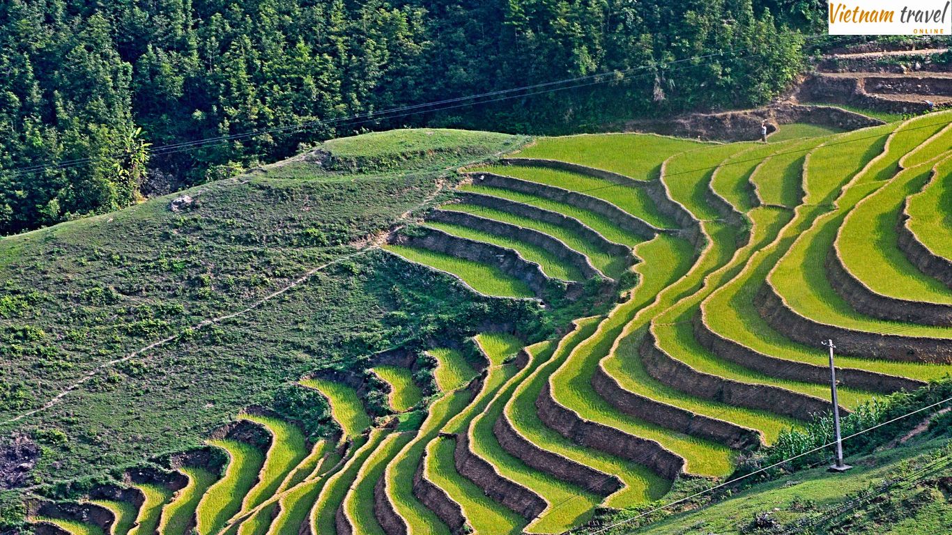 rice terrace in Muong Hoa valley
