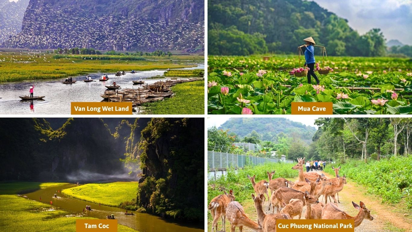 Nearby attractions to visit from Thung Nham Bird Park in Ninh Binh: Van Long Wetland with rowing boats and egrets in flight over the marshes, a farmer harvesting lotus flowers near Mua Cave, the golden rice fields and limestone karsts of Tam Coc at sunset, and a herd of spotted deer on a forest path at Cuc Phuong National Park.