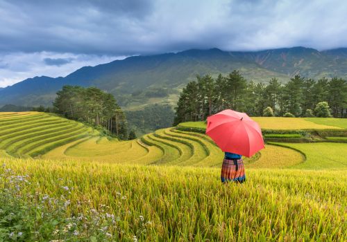 Ninh Binh or Sapa: Which Northern Vietnam Destination Should You Choose