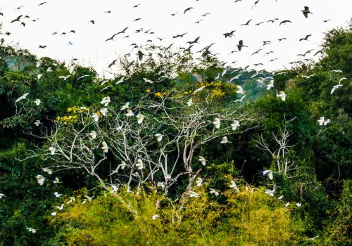 Is it worth visiting Thung Nham Bird Park? Ideal time to visit