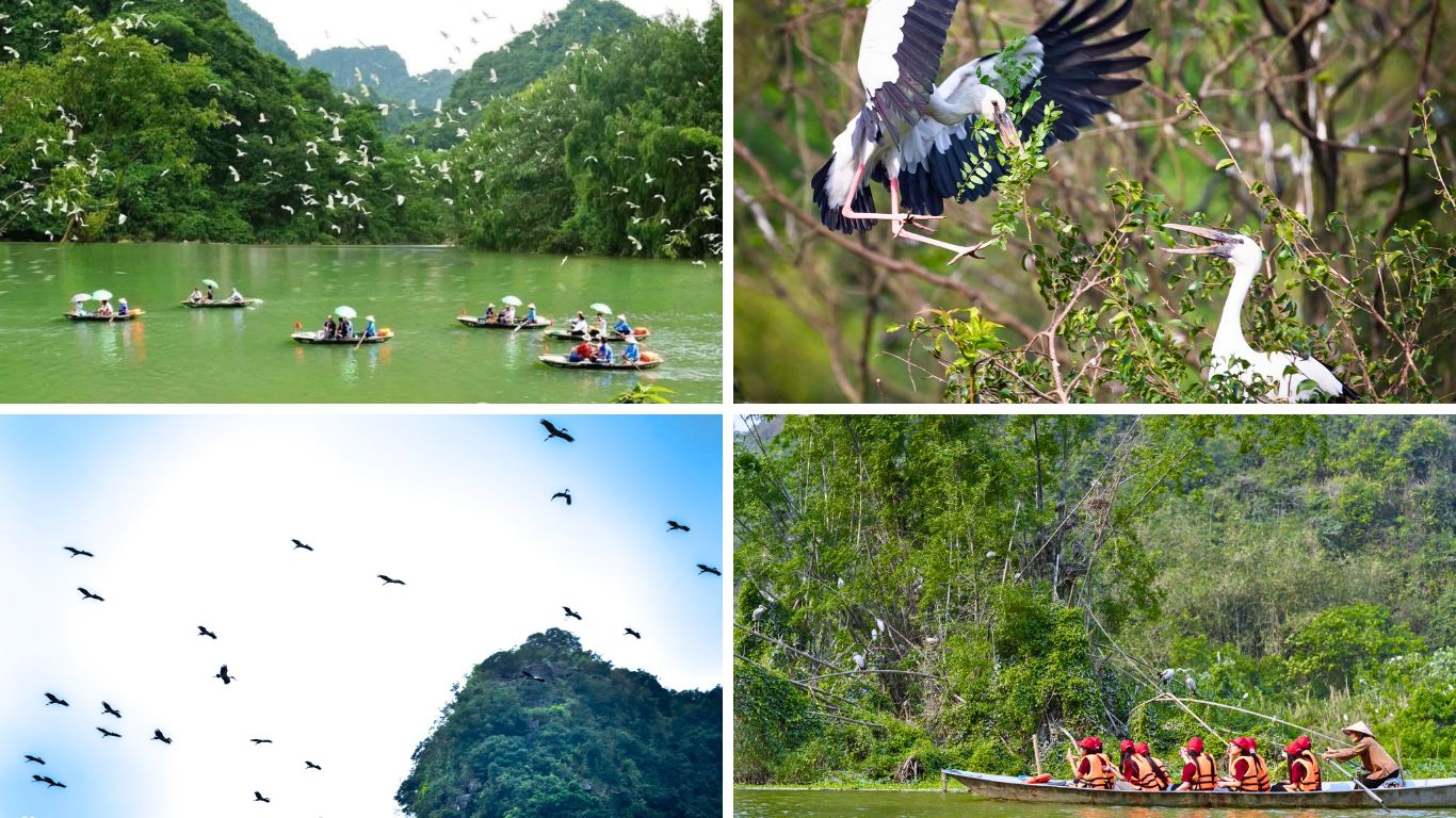Thung Nham Bird Park in Ninh Binh: tourists on rowing boats surrounded by white egrets in flight, an Asian openbill stork nesting in branches, black kites circling above limestone karsts, and visitors gliding through a lush waterway with herons in the trees.
