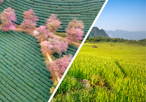 Sapa or Pu Luong: A Clear Comparison for Northern Vietnam’s Top Nature Escapes