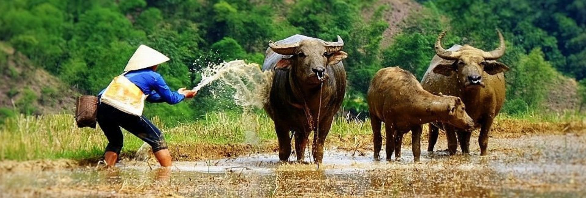 Pu Luong in January: A Quiet Start to the Year in Nature