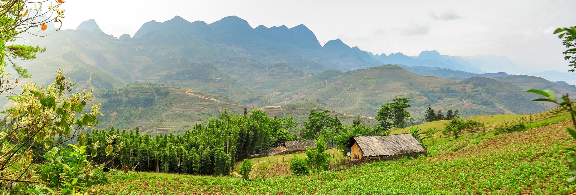 Ha Giang Loop in May: Weather, Scenery & Is It the Right Time to Go?