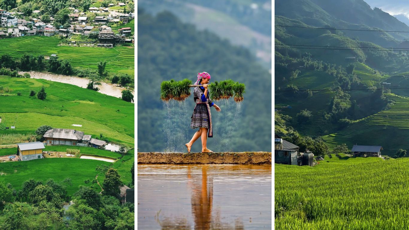 Muong Hoa Valley green rice terraces in June with Hmong woman carrying rice seedlings across water filled paddy