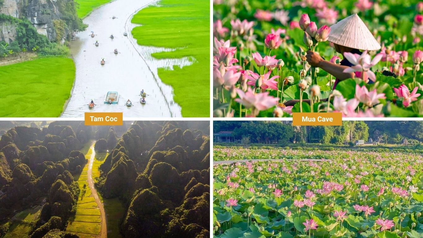 Emerald rice fields and lotus season in Ninh Binh in June, showing boat tours through green paddies at Tam Coc, pink lotus flowers at Mua Cave, aerial view of golden karst valley, and a wide lotus pond in bloom.