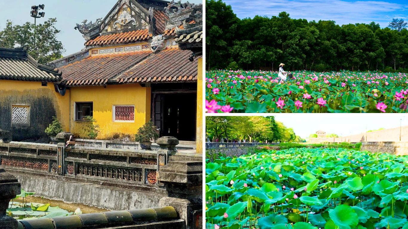 Lotus flowers blooming around Hue Imperial City in June, with pink lotuses filling the ponds beside ancient yellow walls and a woman in traditional ao dai standing among the flowers.