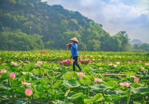 Ninh Binh in June: Complete Travel Guide (Weather, Things to Do & Tips)