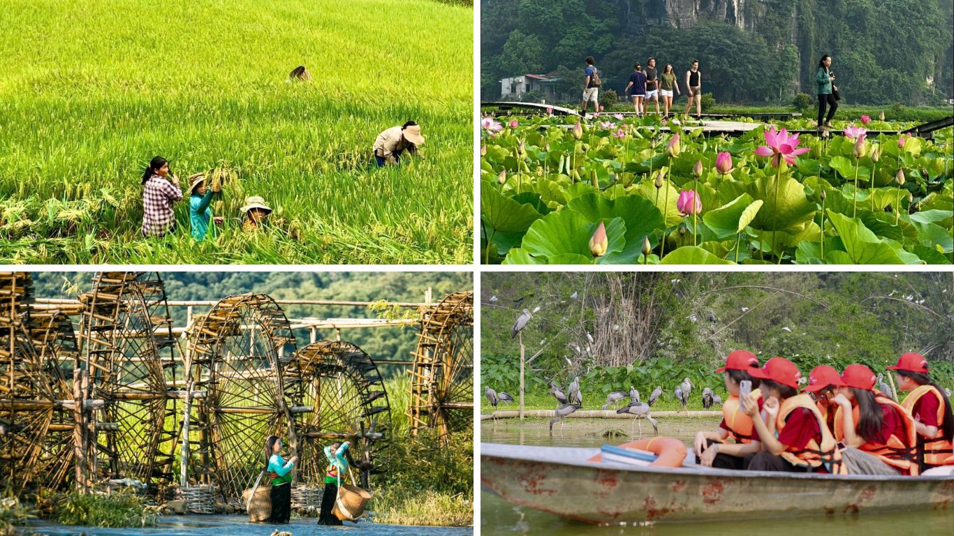 Collage of Pu Luong and Ninh Binh highlights including rice field farmers, bamboo water wheels, lotus flowers with karst backdrop, and a boat tour through Ninh Binh wetlands.