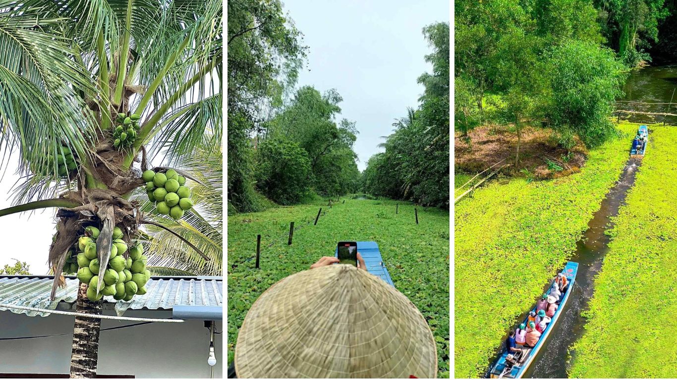 Three images showing the Mekong Delta in the green season: a coconut palm heavy with young green coconuts, a traveler in a conical hat photographing a narrow overgrown waterway by boat, and an aerial view of a long wooden boat carrying tourists through a canal covered in bright green water hyacinth in southern Vietnam.