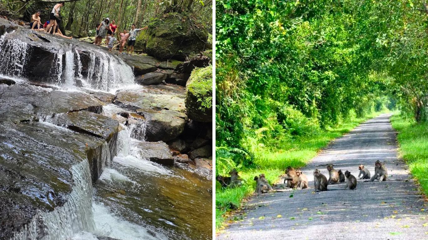 Two frame collage showing tourists at a flowing waterfall in Phu Quoc national park and a group of wild monkeys sitting on a lush green forest road during the green season