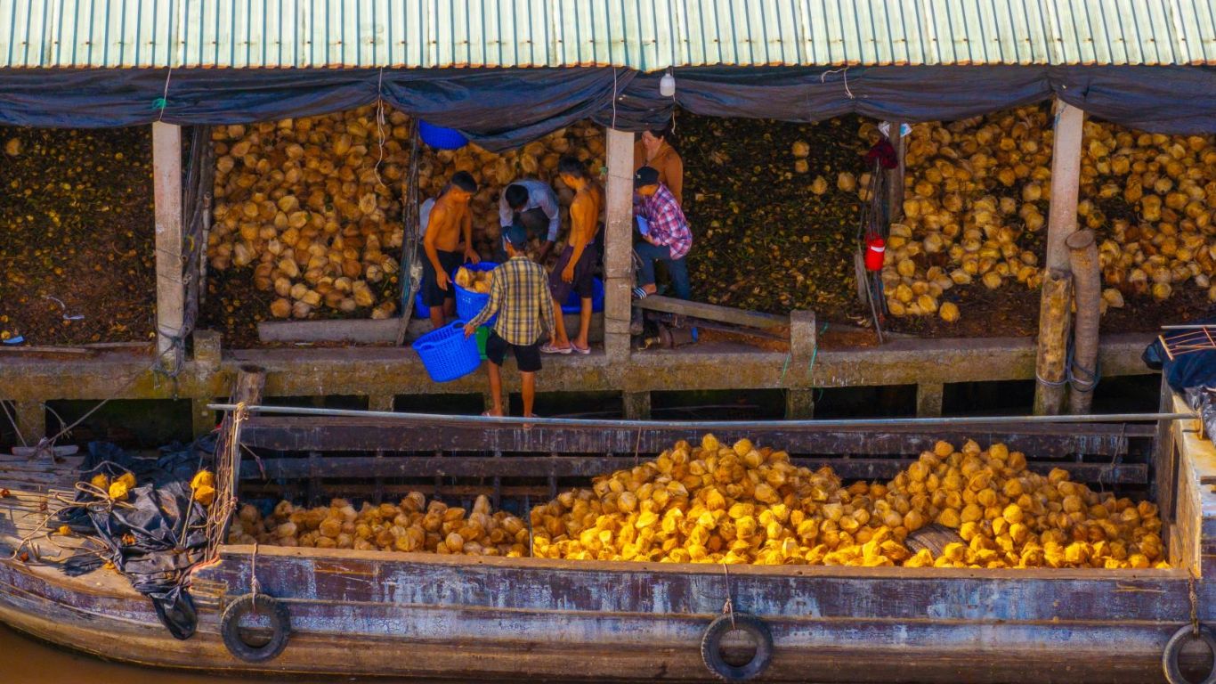 Local workers unloading harvested coconuts from a wooden river boat onto a riverside warehouse in Ben Tre, Mekong Delta, showing the traditional coconut trading industry along the waterways of southern Vietnam.