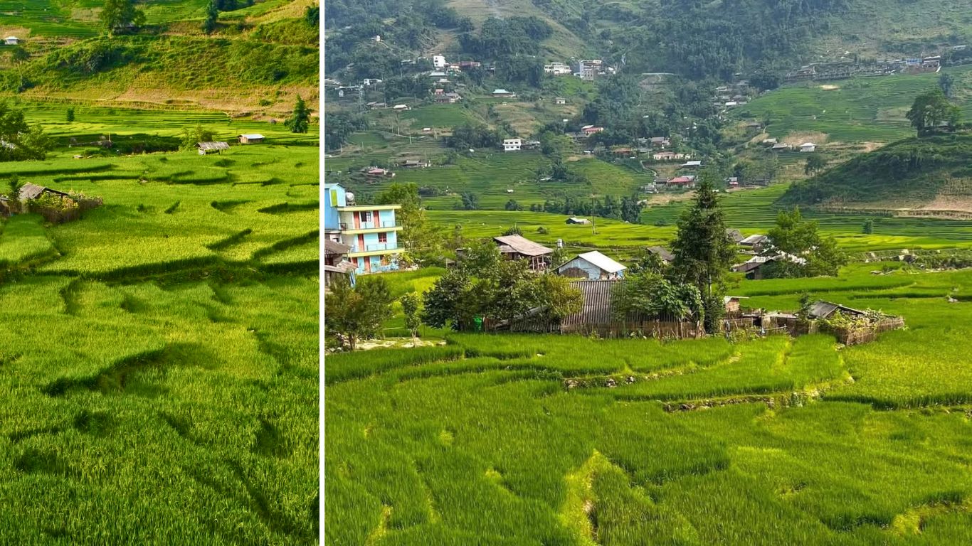 Sapa rice terraces green in July with village houses surrounded by emerald paddy fields
