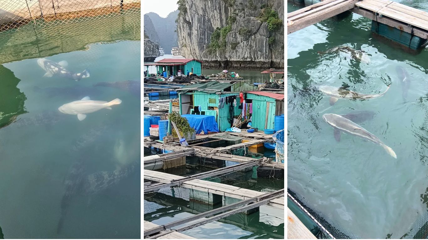 Halong Bay floating fishing village and fish farms in July fresh seafood source