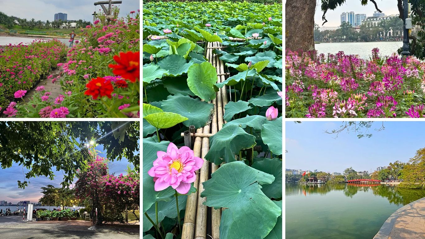 Hanoi in July lotus season West Lake flowers Hoan Kiem Lake summer blooms