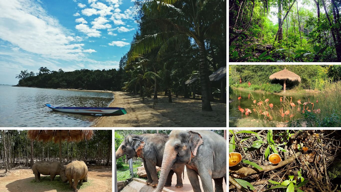 Phu Quoc National Park and wildlife collage showing rainforest, flamingos, elephants and rhinos, popular things to do in Phu Quoc in July