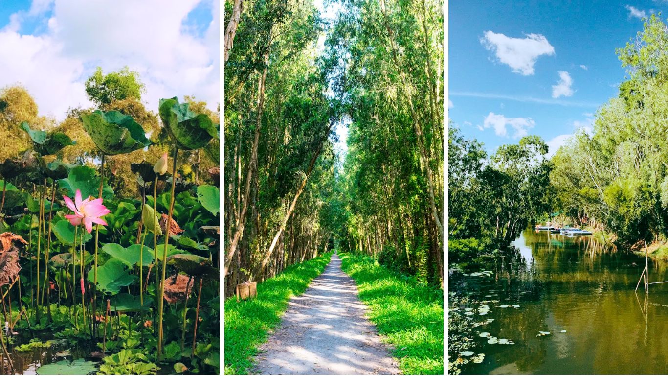 Tra Su Cajuput Forest in Mekong Delta July with flooded canals and green canopy