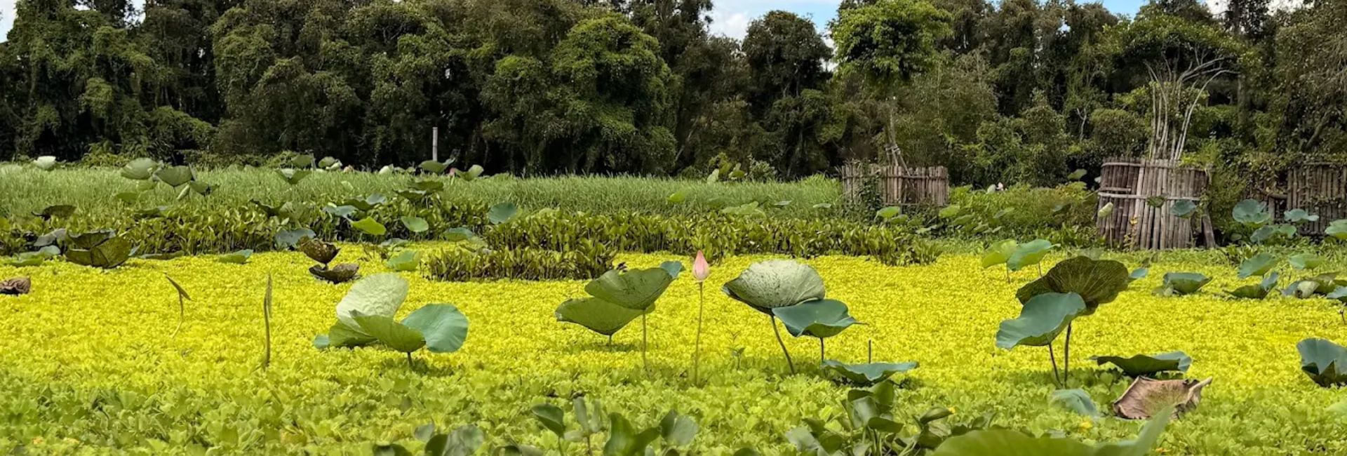 Mekong Delta in July: Weather, Fruit Season & Is It Worth Visiting?