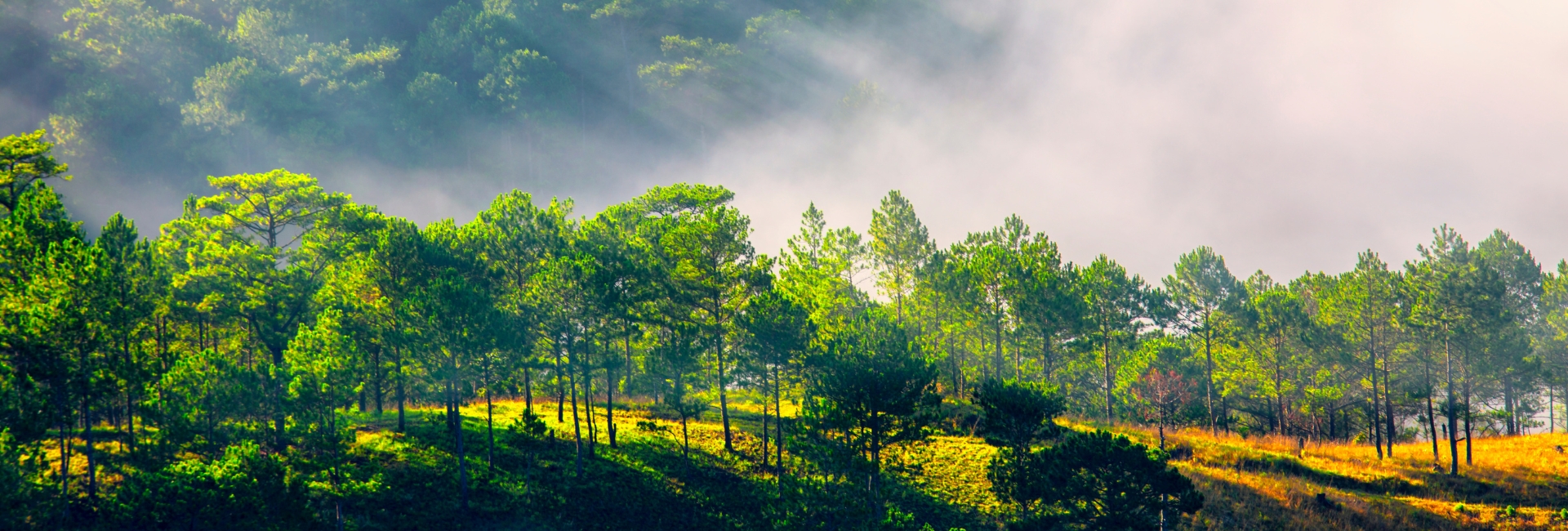 Da Lat Travel Guide: Everything You Need to Know Before Visiting Vietnam’s City of Eternal Spring