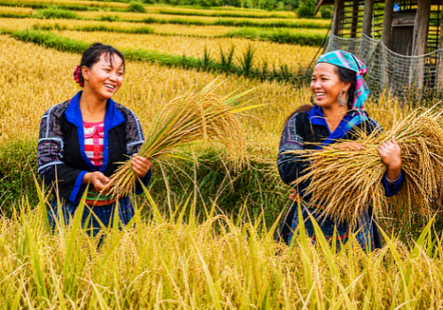 Ha Giang in September: Weather, Rice Terraces, and Travel Tips