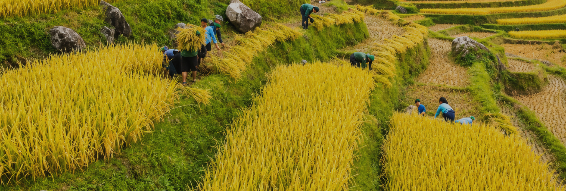 Ha Giang in September: Weather, Rice Terraces, and Travel Tips