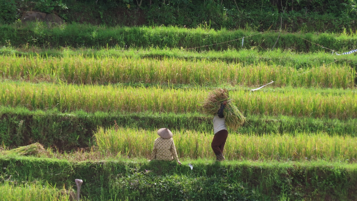 Ha Giang rice terraces turning golden during September harvest season