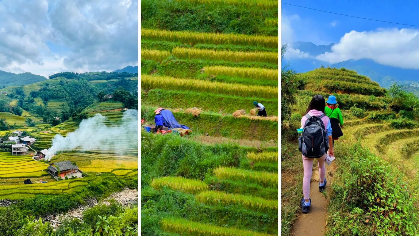 Trekking Sapa rice terraces with farmers harvesting in September