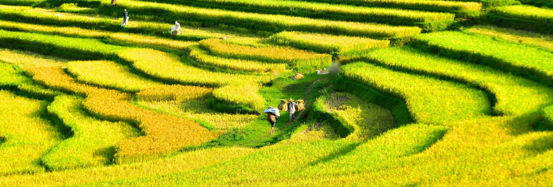 Sapa in September: Weather, Rice Fields and Complete Travel Guide